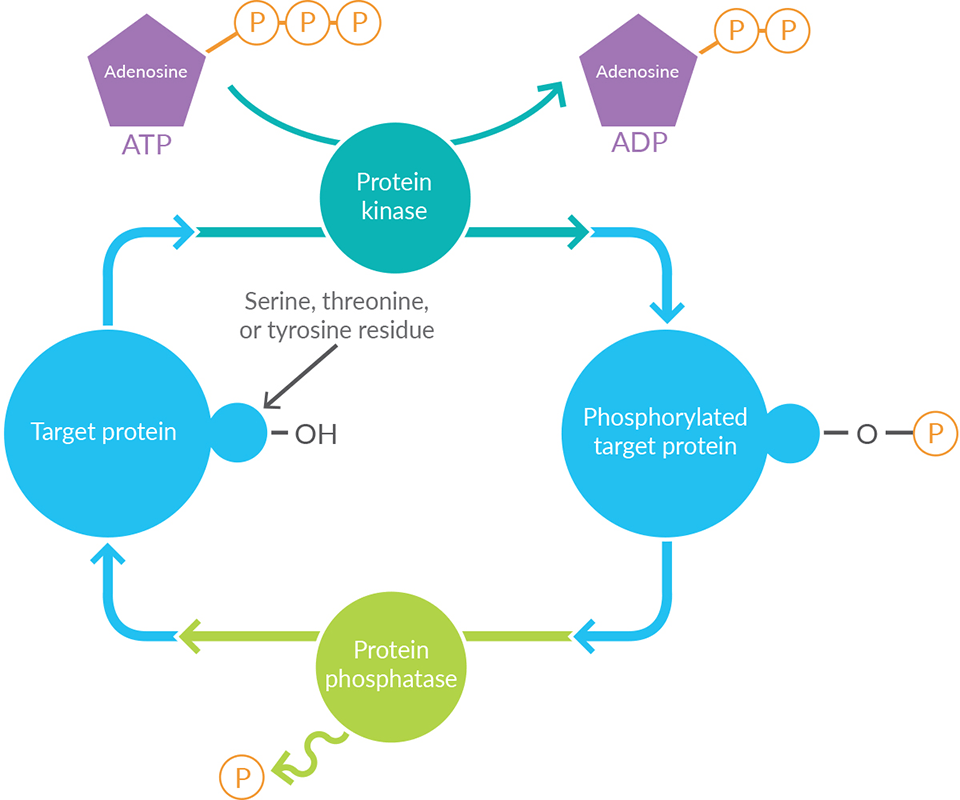 Umfassendes Toolkit für Kinasen Biomol Blog Ressourcen Biomol