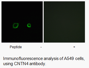Anti-CNTN4