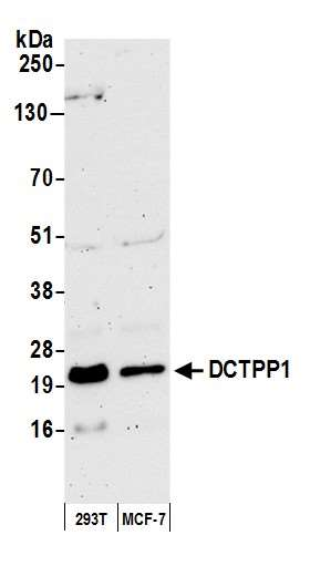 Anti-DCTPP1
