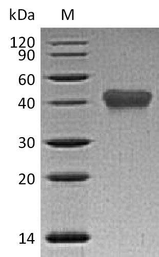 Tumor necrosis factor receptor superfamily member 1B (TNFRSF1B), partial (Active), human, recombinan