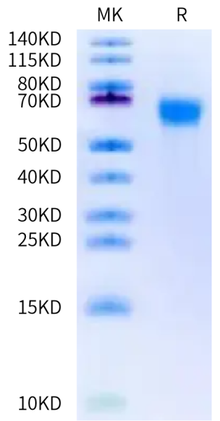 Biotinylated Mouse FGFR3 alpha (IIIb) Protein (Primary Amine Labeling)