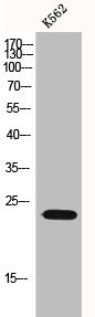 Anti-PTGES3