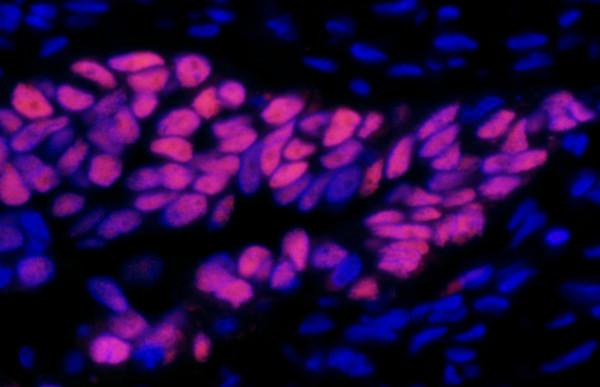 Anti-Mouse IgG-heavy and light chain, DyLight(R) 550 conjugated