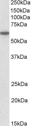 Anti-CD80, Internal