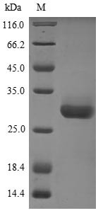 14-3-3 protein beta/alpha (Ywhab), mouse, recombinant