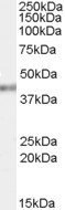 Anti-PCBP4, C-terminal