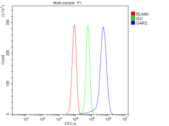 Anti-GARS1 / Glycyl-tRNA synthetase