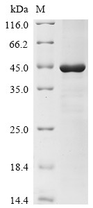 Lys-gingipain (kgp), partial, Porphyromonas gingivalis, recombinant