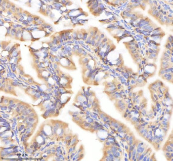 Anti-Zebrafish Psmc2 / 26S proteasome regulatory subunit 7