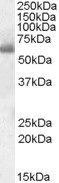 Anti-SH2D3A / NSP1, Internal