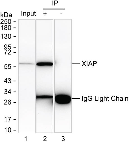Anti-XIAP Magnetic Beads