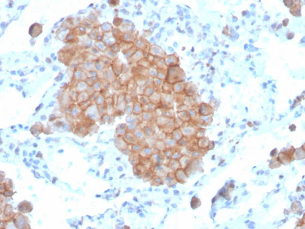 Anti-CD86 (Dendritic Cells Maturation Marker), clone C86/3711