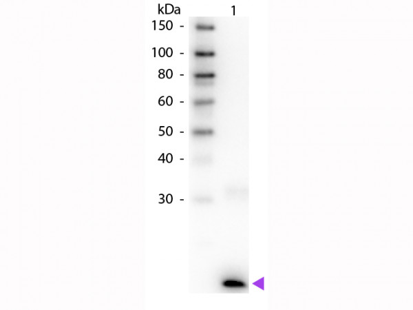 Anti-Interleukin-3 (IL-3), Biotin conjugated