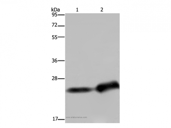 Anti-CSH1