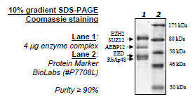 EZH2 Y641F /EED/SUZ12/RbAp48/AEBP2 Human Recombinant Protein Complex
