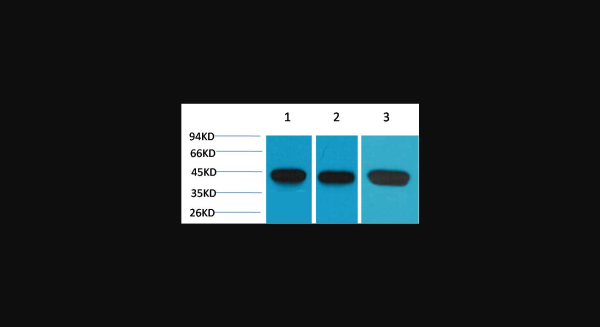 Anti-alpha-Smooth Muscle Actin, monoclonal