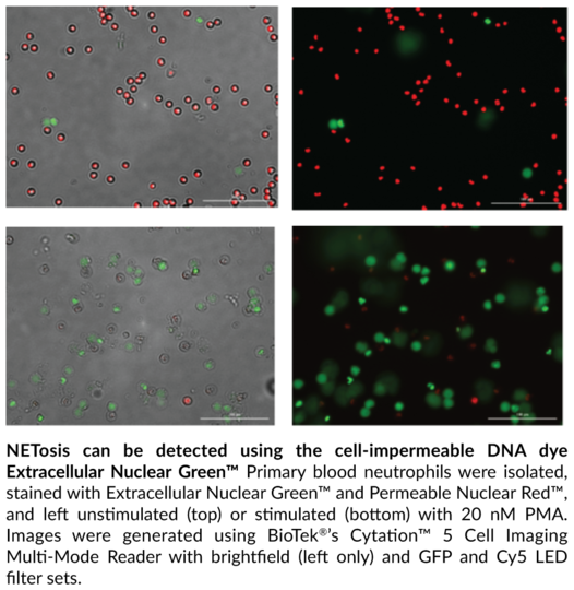 NETosis Imaging Assay Kit