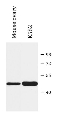 Anti-ACTL6A