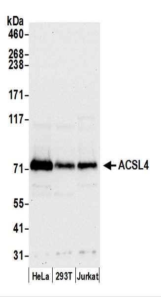 Anti-ACSL4/FACL4