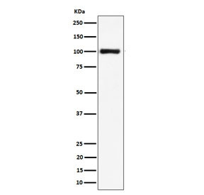 Anti-NCL / Nucleolin, clone 29N05
