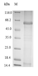 Major capsid protein VP1, BK polyomavirus, recombinant