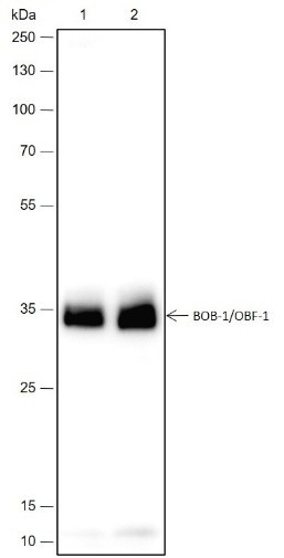 Anti-Recombinant BOB-1/OBF-1, clone A428