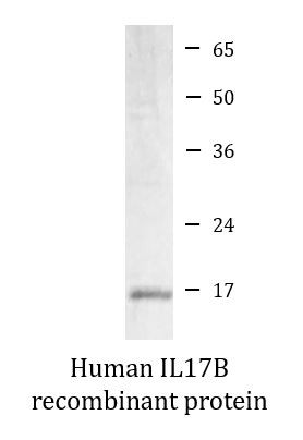 Human IL17B recombinant protein (Active)