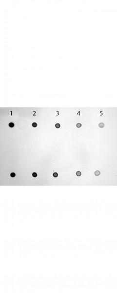 TMB Membrane Peroxidase Substrate - Ready-To-Use
