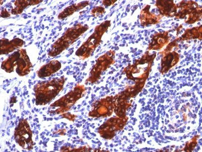 Anti-Thyroglobulin(2H11), CF568 conjugate, 0.1mg/mL