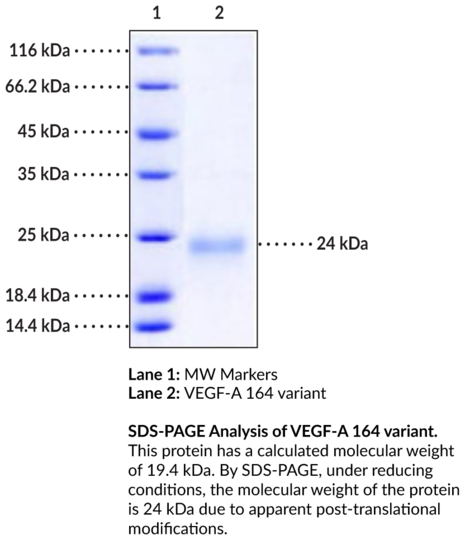 VEGF-A 164 variant (mouse, recombinant)