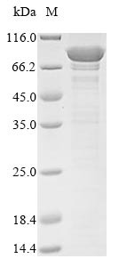 Vacuolar protein sorting-associated protein 35 (VPS35), human, recombinant
