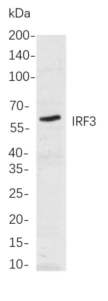 Anti-Recombinant IRF3, clone 4F6