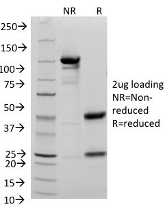 Anti-CD48 (Pan Leukocyte Marker), clone 156-4H9
