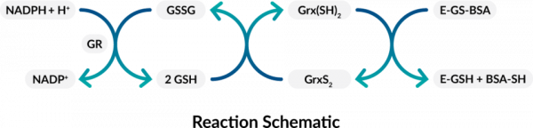 Glutaredoxin Fluorometric Activity Assay Kit
