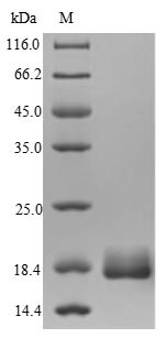Alpha-crystallin (hspX), Mycobacterium bovis, recombinant