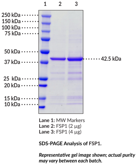 FSP1 (human, recombinant)