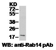 Anti-Rab14