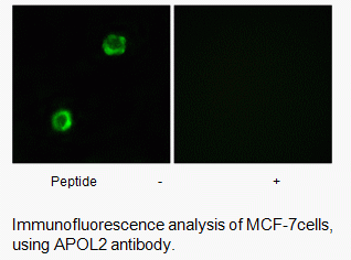 Anti-APOL2