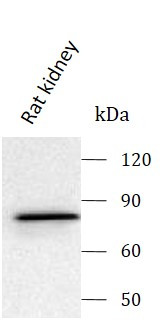 Anti-ORP10 / OSBPL10