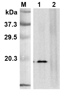 Anti-CD137L (human), clone 41B436