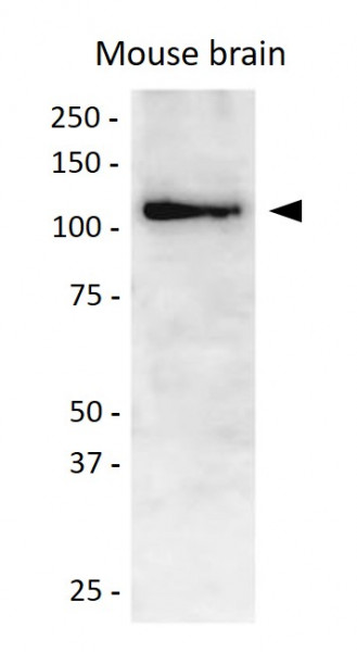 Anti-PI3 kinase p110 alpha