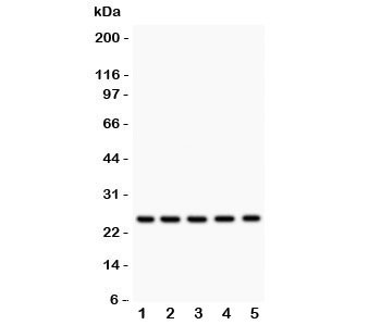 Anti-HSP27