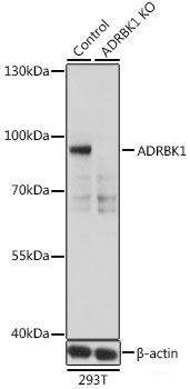 Anti-GRK2