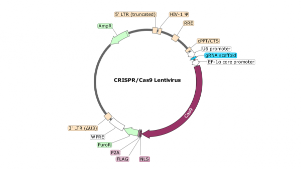 Kinase (Human) CRISPR/Cas9 Lentivirus (Integrating)