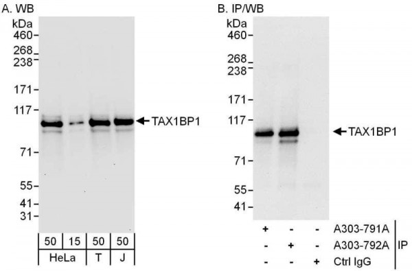 Anti-TAX1BP1