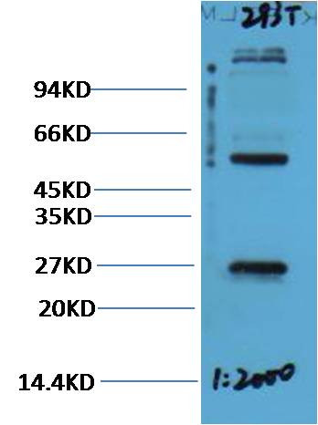Anti-EFHD1