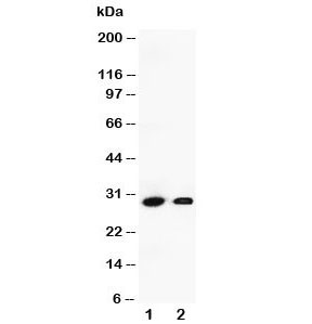 Anti-Granzyme B