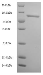 FAD synthase (FLAD1), human, recombinant