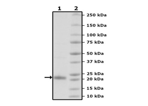 GPX4 (U73C) FLAG-Tag Recombinant