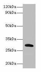 Anti-Cela2a